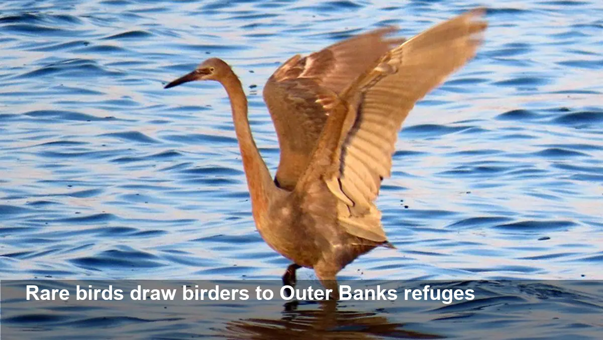 Rare and Unexpected Birds Spotted on Outer Banks Refuges